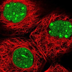 FAM32A Antibody, Novus Biologicals 25 &mu;L, Unlabeled:Antibodies, Polyclonal